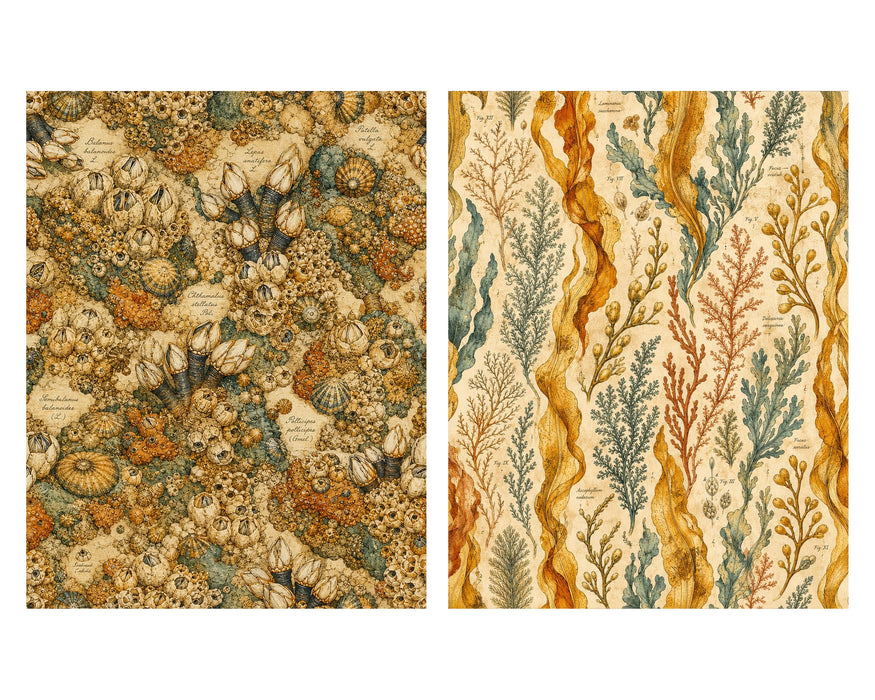 Naturalist Sea Specimens: Barnacles, Kelp, Sea Chart & Tidepool rice paper
