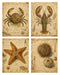 Naturalist Sea Specimens: Crab, Lobster, Sea Star & Sea Urchin rice paper