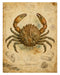 Naturalist Sea Specimens: Crab, Lobster, Sea Star & Sea Urchin rice paper