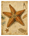 Naturalist Sea Specimens: Crab, Lobster, Sea Star & Sea Urchin rice paper