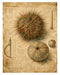 Naturalist Sea Specimens: Crab, Lobster, Sea Star & Sea Urchin rice paper