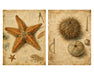 Naturalist Sea Specimens: Crab, Lobster, Sea Star & Sea Urchin rice paper