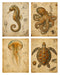 Naturalist Sea Specimens: Seahorse, Octopus, Jellyfish & Sea Turtle rice paper