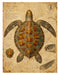 Naturalist Sea Specimens: Seahorse, Octopus, Jellyfish & Sea Turtle rice paper