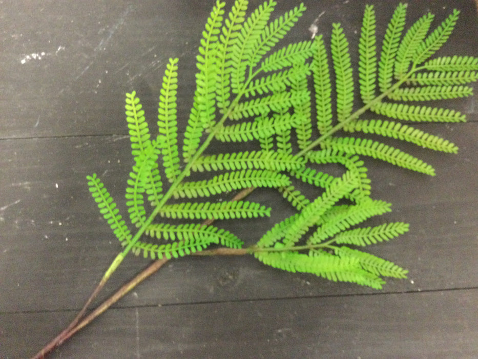 Mimosa branch 30”